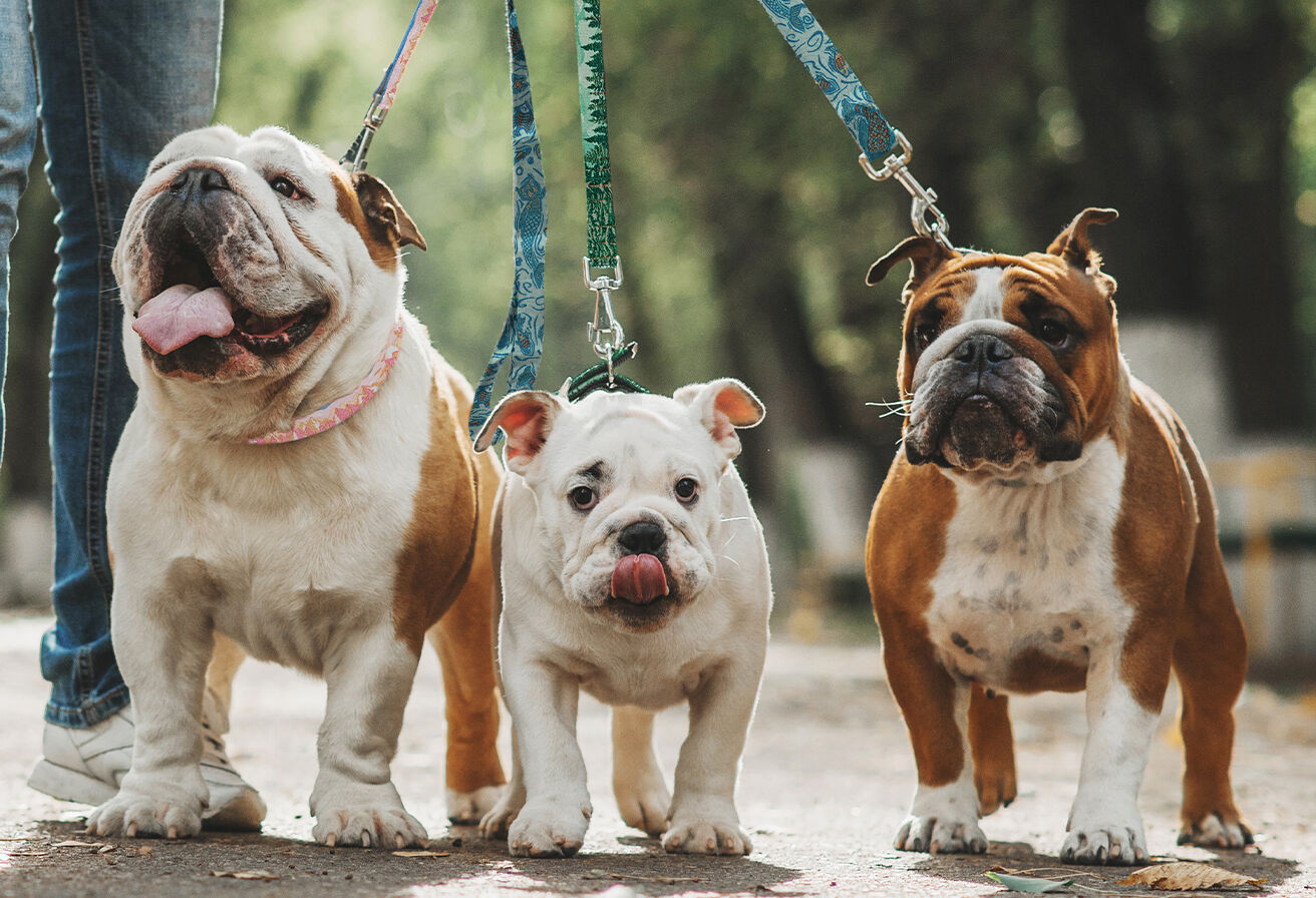 3 dogs on a walk with leashes